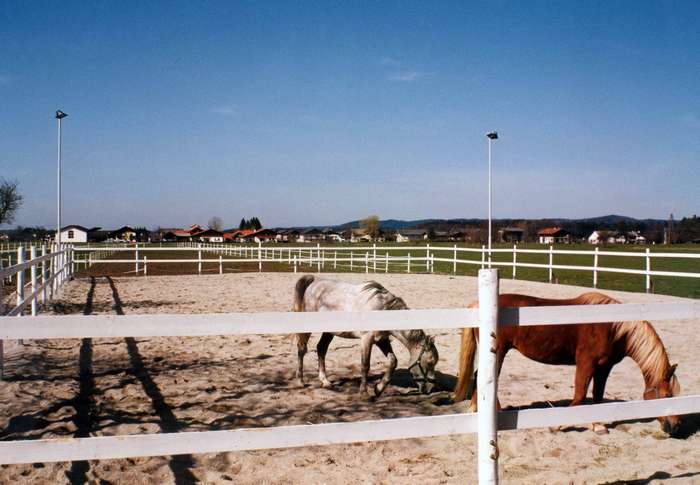 Reitplatz im Außenbereich mit Pferden als Beispiel für eine professionelle LED Reitplatzbeleuchtung in Reitanlagen.
